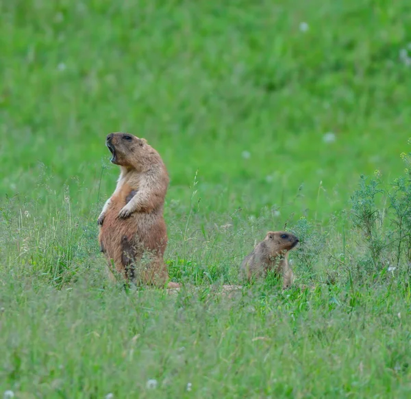 Çimlerin arasından gözetleyen kaygılı sıçan.