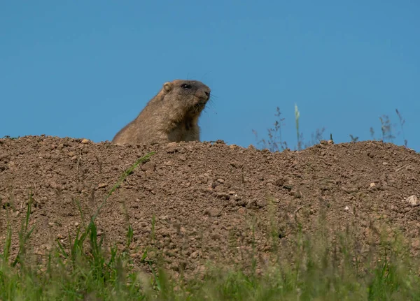 Aggódó Marmot Kukucskál Dombon Túl — Stock Fotó