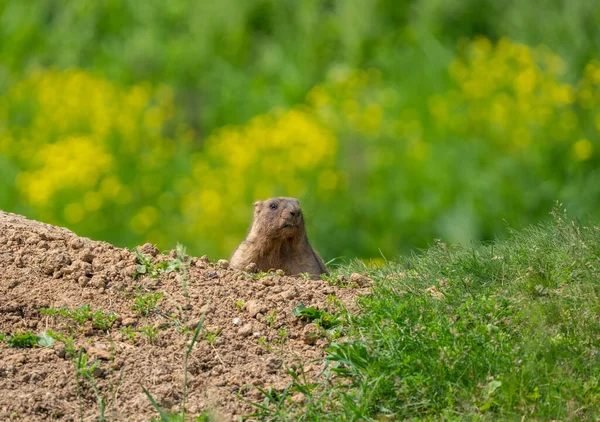 Znepokojený Marmot Nakukuje Přes Kopec — Stock fotografie