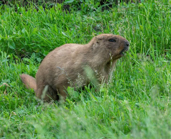 Marmota Preocupada Asomándose Hierba —  Fotos de Stock