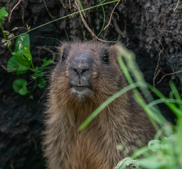 Marmota Engraçada Espreitando Para Fora Buraco — Fotografia de Stock