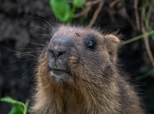 Marmotte Drôle Jetant Coup Oeil Hors Trou — Photo