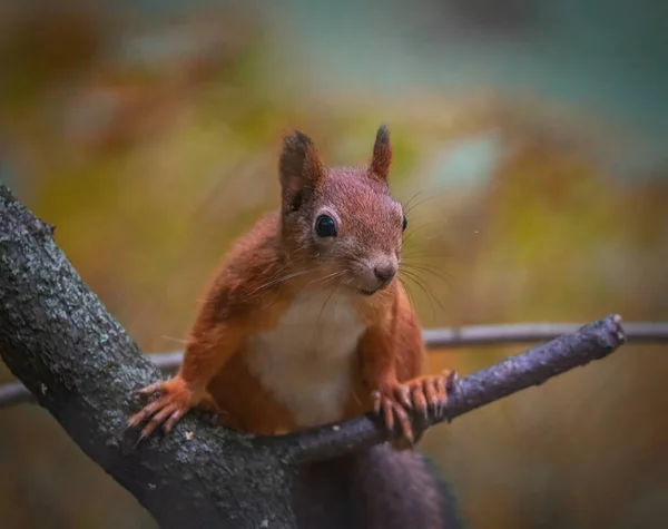 Neugieriges Eichhörnchen Sitzt Auf Einem Baum — Stockfoto