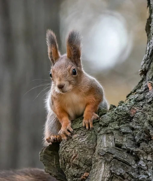 Esquilo Curioso Sentado Uma Árvore — Fotografia de Stock