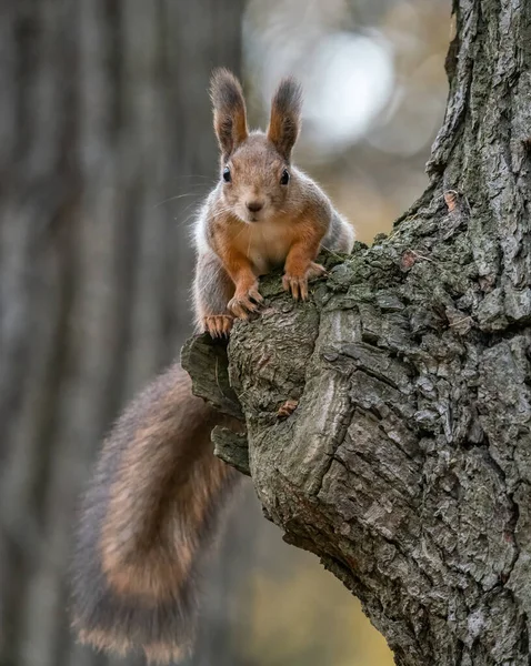 Curious Squirrel Sitting Tree — Stock Photo, Image