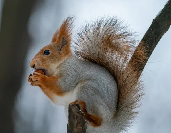 Écureuil Drôle Ronge Une Noix — Photo