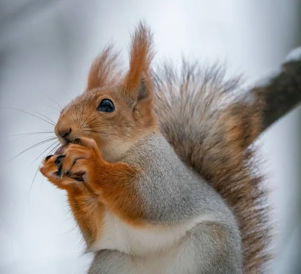 Funny Squirrel Gnaws Nut — Stock Photo, Image