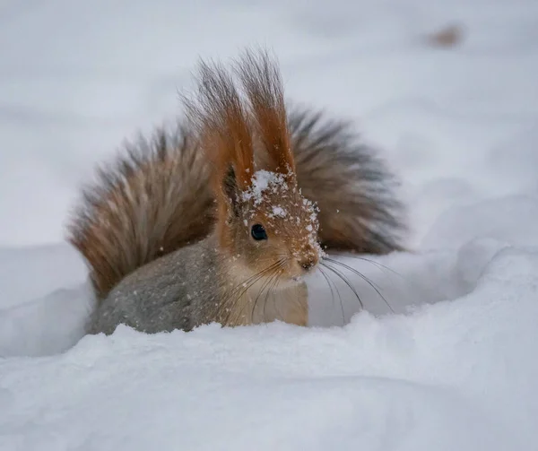 Drôle Écureuil Nageant Dans Neige — Photo