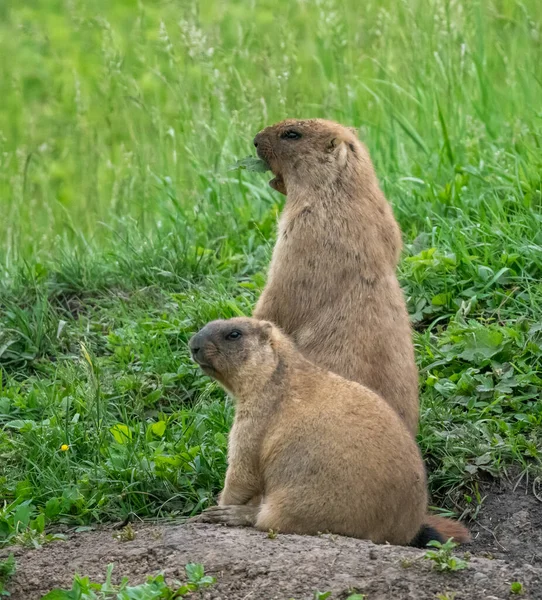 Worried Marmot Peeking Out Grass Stock Image