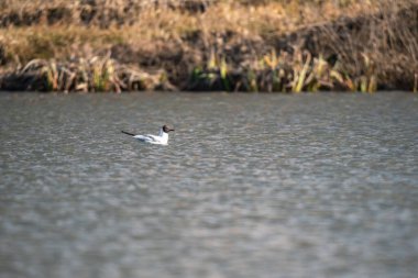 Kuş martı gölde yüzer.