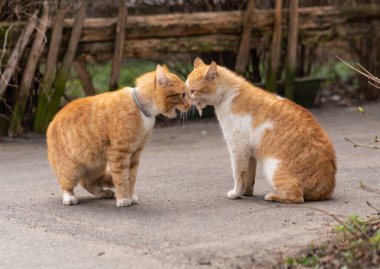 Sokakta kavga eden iki kızıl kedi.