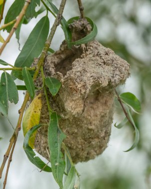 Remiz kuş yuvası ağaçta asılı.