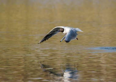 Kuş martı gölün üzerinde uçar.