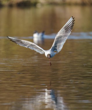 Kuş martı gölün üzerinde uçar.