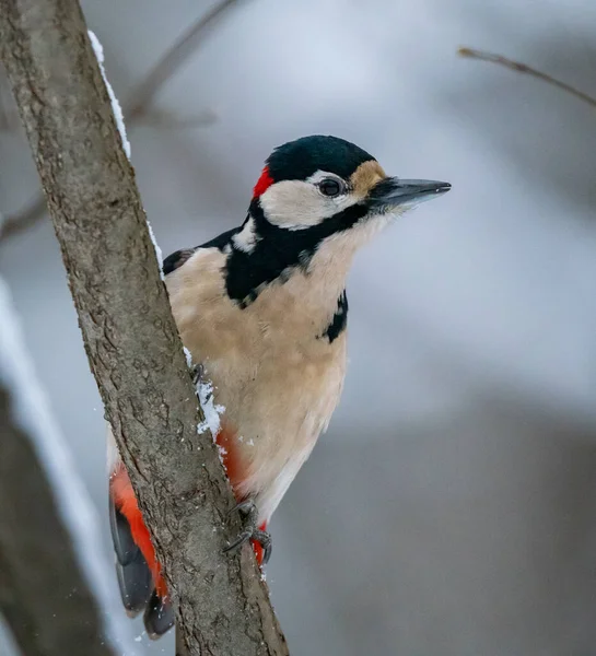 啄木鸟在冬天的树上觅食 — 图库照片