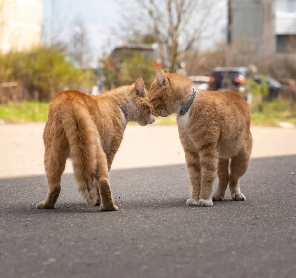 Dua Kucing Jahe Berkelahi Jalan — Stok Foto