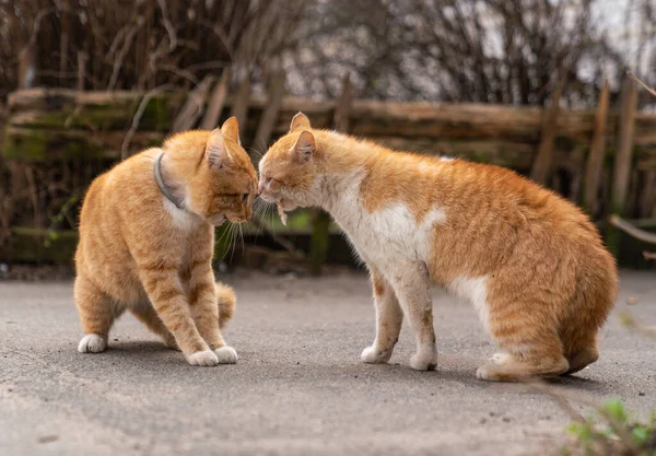 Dua Kucing Jahe Berkelahi Jalan — Stok Foto