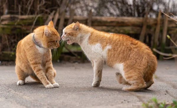 Twee Roodharige Katten Vechten Straat — Stockfoto