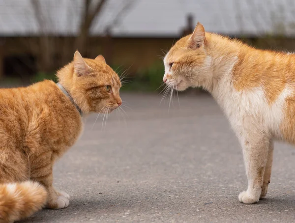 Dois Gatos Gengibre Lutando Rua — Fotografia de Stock