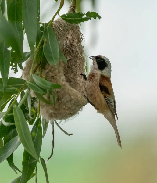 Ptak Remiz Obok Gniazda — Zdjęcie stockowe