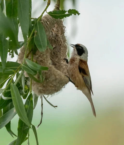 Oiseau Remiz Près Son Nid — Photo