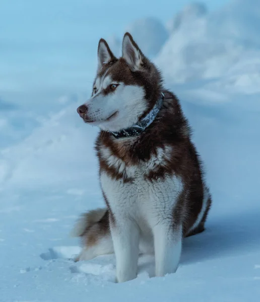Güzel Iri Bir Köpek Karda Oturuyor — Stok fotoğraf