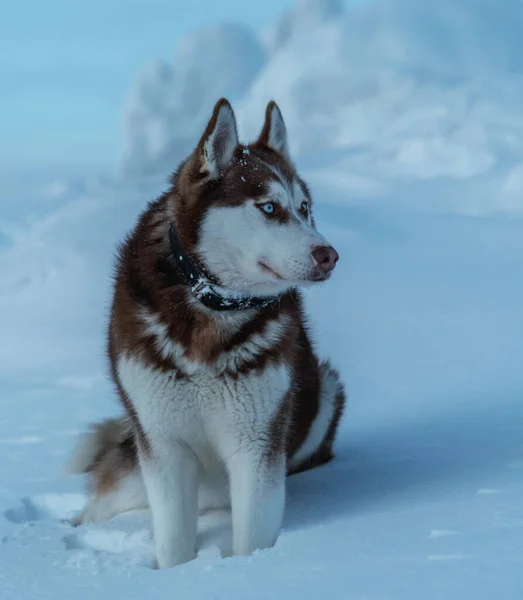 Mooie Husky Hond Zittend Sneeuw — Stockfoto