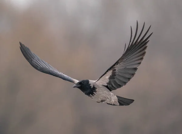 Gray Black Crow Flies — Stock Photo, Image