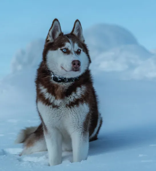 Anjing Liar Yang Cantik Duduk Salju — Stok Foto