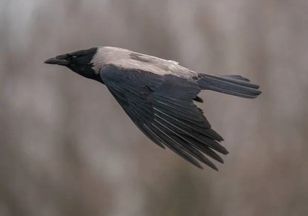 Gray Black Crow Flies — Stock Photo, Image