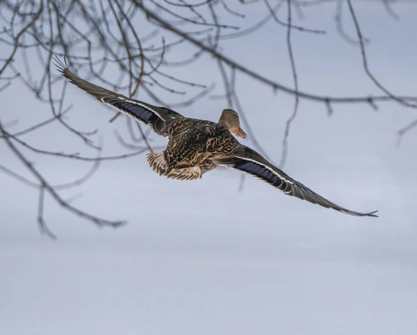 Egy Kacsa Repül Közelben Egy Téli Parkban — Stock Fotó