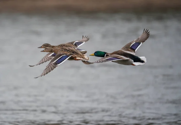 Trois Canards Volent Côte Côte Dans Parc Hiver — Photo