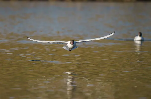 Пташиний Чайка Летить Воді Над Озером — стокове фото