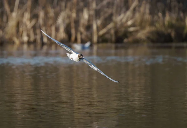 Pájaro Gaviota Vuela Agua Sobre Lago — Foto de Stock