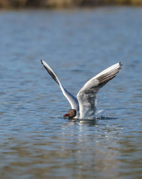 Птичья Чайка Летит Над Водой Над Озером — стоковое фото