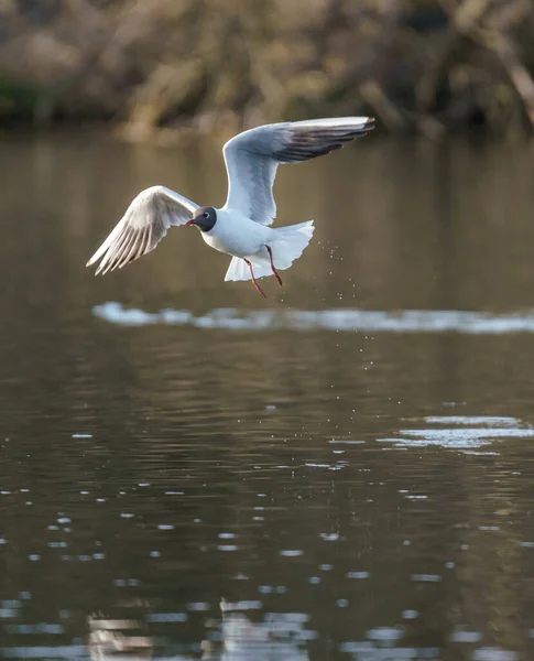 Ptak Mewa Lata Wodzie Nad Jeziorem — Zdjęcie stockowe