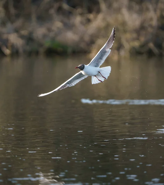 Pájaro Gaviota Vuela Agua Sobre Lago — Foto de Stock