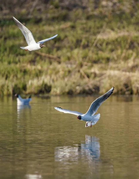 鳥のカモメが湖の上を飛ぶ — ストック写真