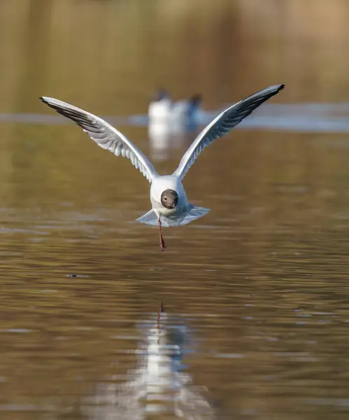 Pájaro Gaviota Vuela Agua Sobre Lago — Foto de Stock