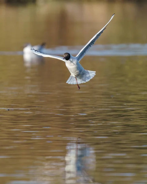 鳥のカモメが湖の上を飛ぶ — ストック写真
