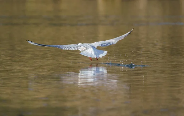 Pájaro Gaviota Vuela Agua Sobre Lago — Foto de Stock