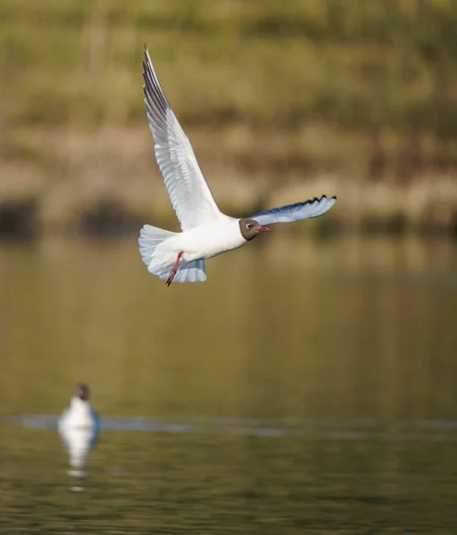 Gaivota Pássaro Voa Água Sobre Lago — Fotografia de Stock