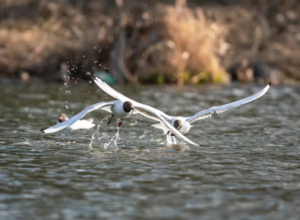 Две Птицы Чайки Летают Воде Над Озером — стоковое фото