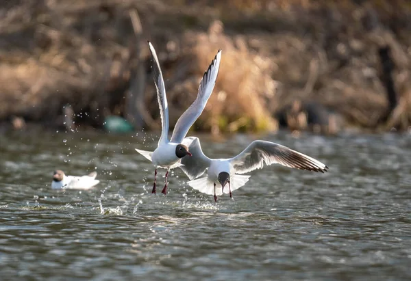 Две Птицы Чайки Летают Воде Над Озером — стоковое фото