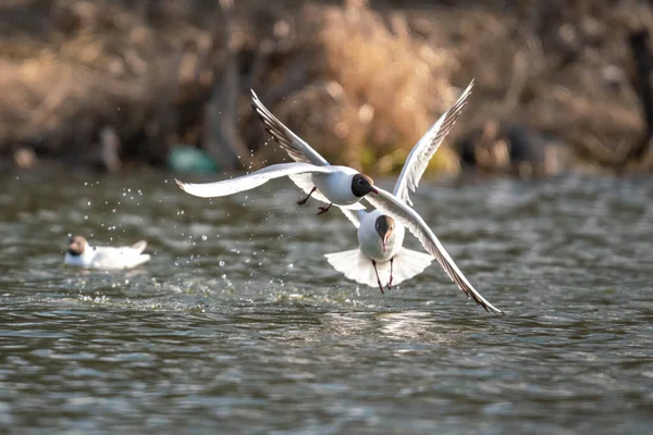 Dos Aves Gaviotas Vuelan Agua Sobre Lago — Foto de Stock