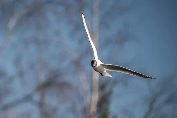 Bird Seagull Flies Beautifully Air — Stock Photo, Image