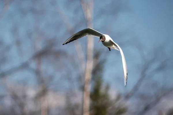 Pájaro Gaviota Vuela Maravillosamente Por Aire — Foto de Stock