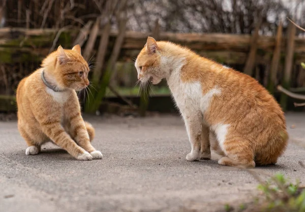Two Ginger Cats Fighting Street Stock Photo