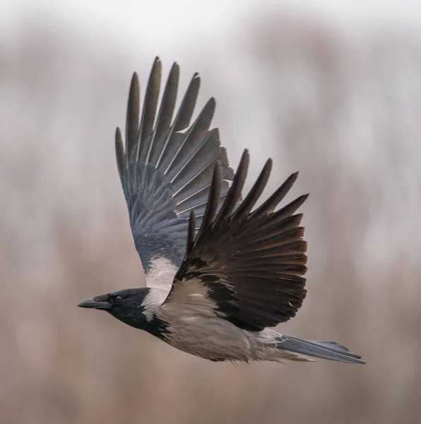 Gray Black Crow Flies Royalty Free Stock Images