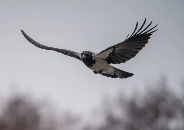 Gray Black Crow Flies Stock Photo